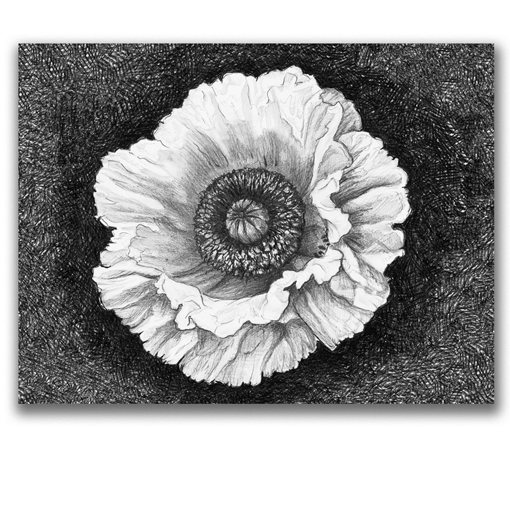 Pencil Poppy White