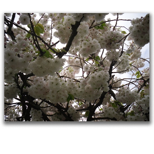 Trees - Blossom Trees - Image 2