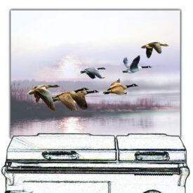 Geese Flying from Lake